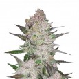 Cream Cookies Auto - FastBuds